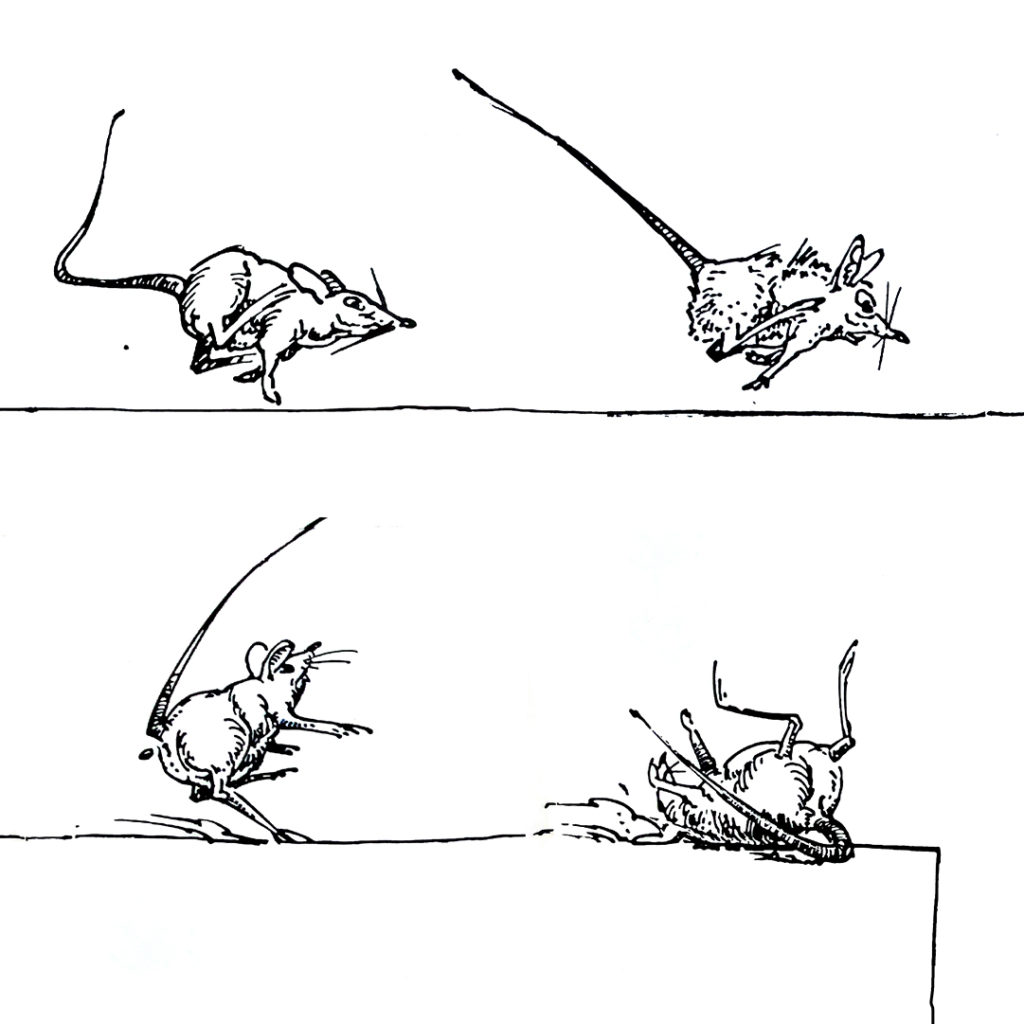 Bewegungsstudie einer rennenden Maus mit Tuschefeder