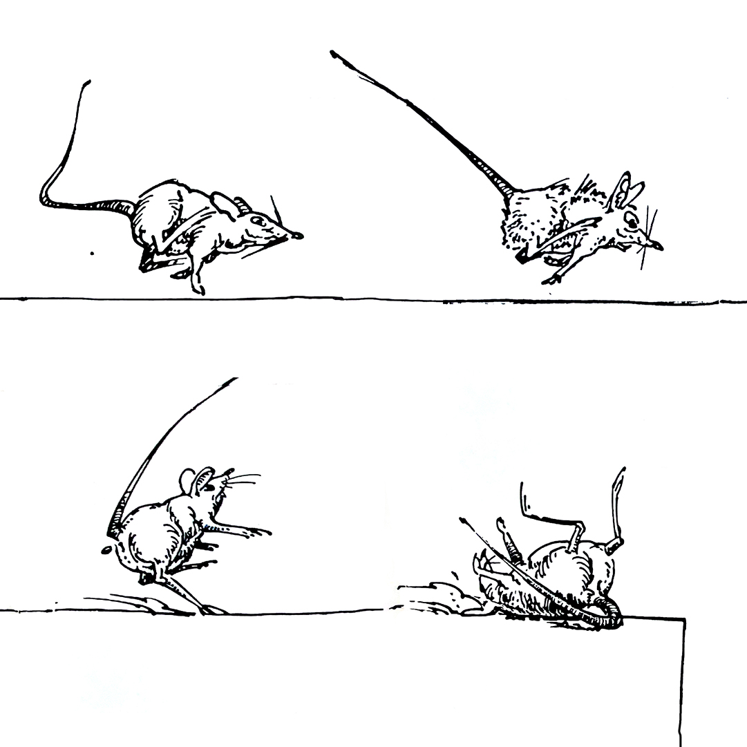 Bewegungsstudie einer rennenden Maus mit Tuschefeder